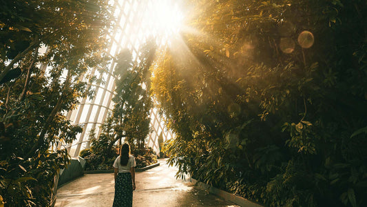 woman standing in the middle of a botanical garden with sunlight peeking through the windows