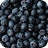 Baja Berry